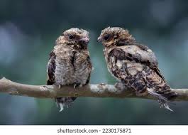 Attēlu rezultāti vaicājumam “Caprimulgus europaeus juvenile”