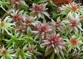 Attēlu rezultāti vaicājumam “Sphagnum magellanicum”