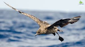 Image result for Stercorarius skua