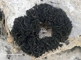 Attēlu rezultāti vaicājumam “Collema”