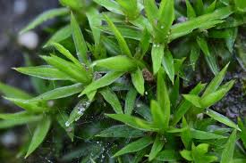 Attēlu rezultāti vaicājumam “Polytrichastrum longisetum”