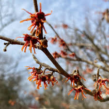 Attēlu rezultāti vaicājumam “Hamamelis vernalis flower”