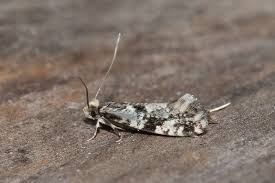 Attēlu rezultāti vaicājumam “Nemapogon cloacella”