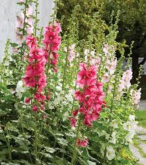 Attēlu rezultāti vaicājumam “Alcea rosea flower”