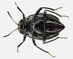 Attēlu rezultāti vaicājumam “Scaphidium quadrimaculatum”