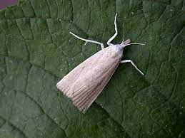 Attēlu rezultāti vaicājumam “Calamotropha paludella”