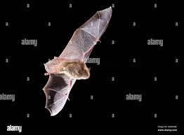 Attēlu rezultāti vaicājumam “Myotis daubentonii”
