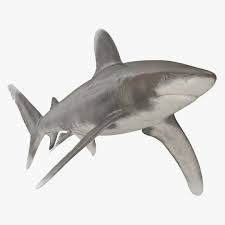Image result for Carcharhinus longimanus