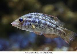 Image result for Symphodus melops