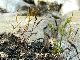 Attēlu rezultāti vaicājumam “Aloina rigida”