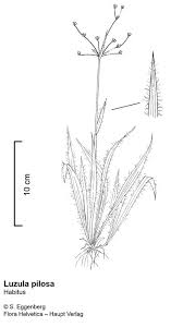 Attēlu rezultāti vaicājumam “Luzula pilosa bud”