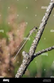 Attēlu rezultāti vaicājumam “Sympecma paedisca”