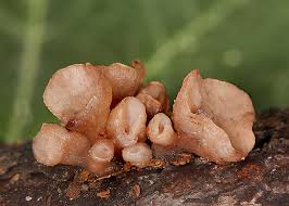 Attēlu rezultāti vaicājumam “Neobulgaria pura”