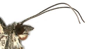 Attēlu rezultāti vaicājumam “Xanthorhoe quadrifasiata”