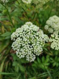 Attēlu rezultāti vaicājumam “Sium latifolium”