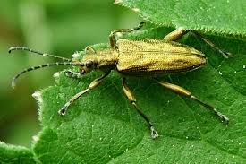 Attēlu rezultāti vaicājumam “Donacia clavipes”