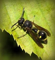 Attēlu rezultāti vaicājumam “Eumenes sp.”