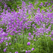 Attēlu rezultāti vaicājumam “Hesperis matronalis bud”