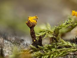 Attēlu rezultāti vaicājumam “Hemitrichia leiotricha stalked”