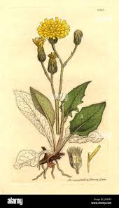 Attēlu rezultāti vaicājumam “Hieracium murorum bud”