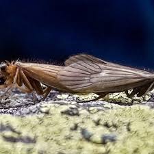 Attēlu rezultāti vaicājumam “Potamophylax”