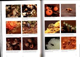 Attēlu rezultāti vaicājumam “Craterium sp.”