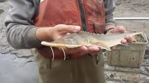 Image result for Scaphirhynchus platorynchus