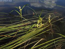 Attēlu rezultāti vaicājumam “Sparganium minimum leaf”
