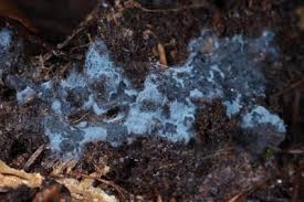 Attēlu rezultāti vaicājumam “Byssocorticium atrovirens”