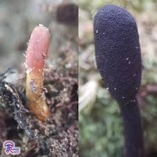 Attēlu rezultāti vaicājumam “Cordyceps ophioglossoides”