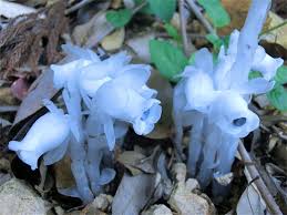 Image result for ギンリョウソウ