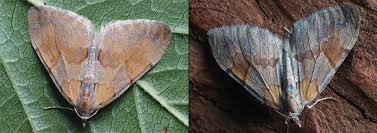 Attēlu rezultāti vaicājumam “Pennithera firmata”