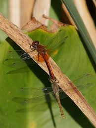 Attēlu rezultāti vaicājumam “Sympetrum flaveolum”