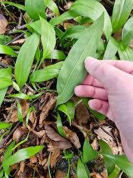 Attēlu rezultāti vaicājumam “Allium ursinum leaf”