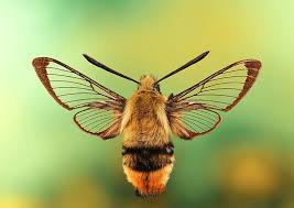 Attēlu rezultāti vaicājumam “Hemaris tityus”