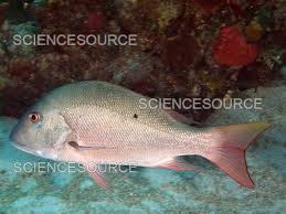 Image result for Lutjanus analis