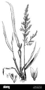 Attēlu rezultāti vaicājumam “Holcus lanatus  fruit”