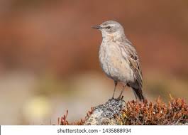 Image result for Anthus spinoletta