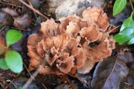 Image result for Podoscypha multizonata