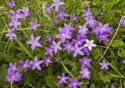 Attēlu rezultāti vaicājumam “Campanula patula”