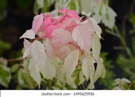 Attēlu rezultāti vaicājumam “Acer negundo female flower”