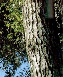 Attēlu rezultāti vaicājumam “Populus simonii”