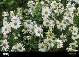 Image result for Leucanthemella serotina