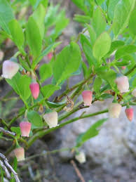 Attēlu rezultāti vaicājumam “Vaccinium myrtillus flower”