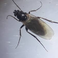 Attēlu rezultāti vaicājumam “Phoridae”