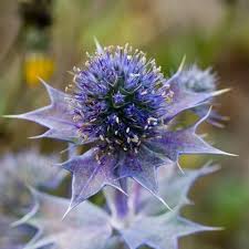Attēlu rezultāti vaicājumam “Eryngium maritimum”