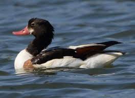 Attēlu rezultāti vaicājumam “Tadorna tadorna juvenile”
