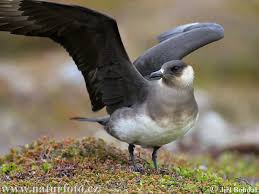 Attēlu rezultāti vaicājumam “Stercorarius parasiticus”