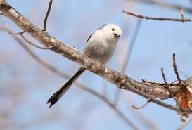Attēlu rezultāti vaicājumam “Aegithalos caudatus”