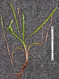 Attēlu rezultāti vaicājumam “Sparganium minimum fruit”